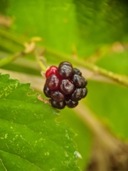Rubus fruticosus