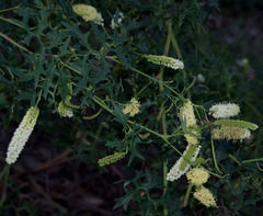 Grevillea flexuosa