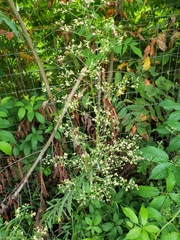 Erigeron canadensis