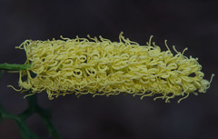 Grevillea flexuosa
