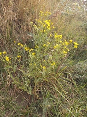 Jacobaea