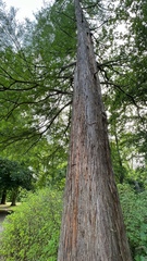 Taxodium distichum