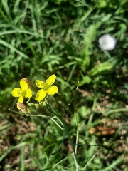 Diplotaxis tenuifolia