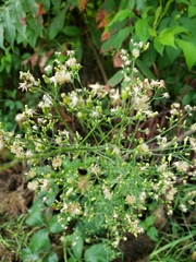 Erigeron canadensis