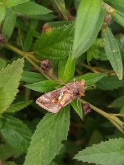 Chrysodeixis
