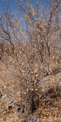 Combretum
