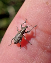 Charagmus gressorius