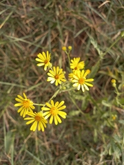 Jacobaea