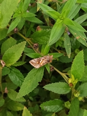 Chrysodeixis