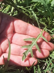Diplotaxis tenuifolia