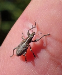 Charagmus gressorius