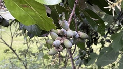 Lithocarpus edulis