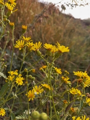 Jacobaea