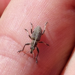 Charagmus gressorius