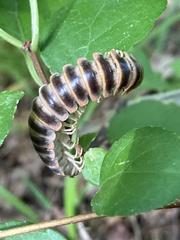 Arthrophaga myriapodina
