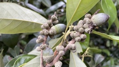 Lithocarpus edulis