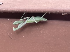 Stagmomantis limbata