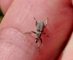 Charagmus gressorius