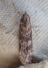 Nomophila nearctica