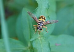 Milesia virginiensis