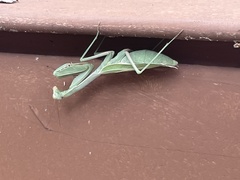 Stagmomantis limbata