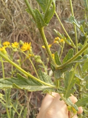 Jacobaea