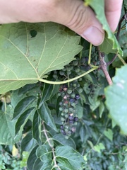 Vitis vulpina