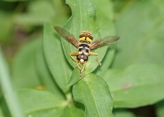 Milesia virginiensis