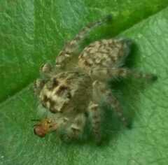 Philaeus chrysops