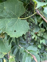 Vitis vulpina