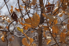Combretum