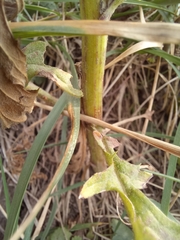 Jacobaea