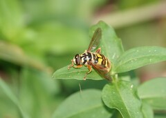 Milesia virginiensis