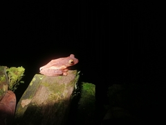 Rhacophorus pardalis