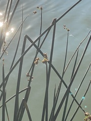 Schoenoplectus tabernaemontani