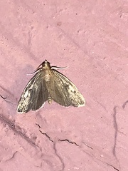 Perispasta caeculalis