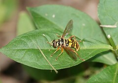 Milesia virginiensis