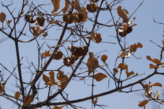 Combretum