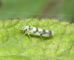 Eupteryx