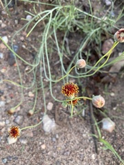 Thelesperma megapotamicum