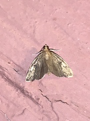 Perispasta caeculalis