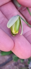 Albuca cooperi