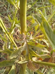 Jacobaea