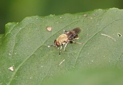 Pterallastes thoracicus