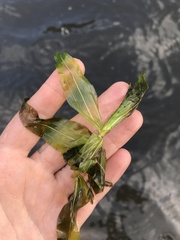 Potamogeton richardsonii