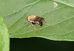 Pterallastes thoracicus