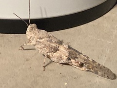 Trimerotropis pallidipennis