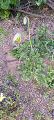 Albuca cooperi