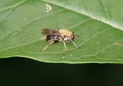 Pterallastes thoracicus