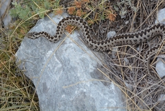 Vipera ursinii